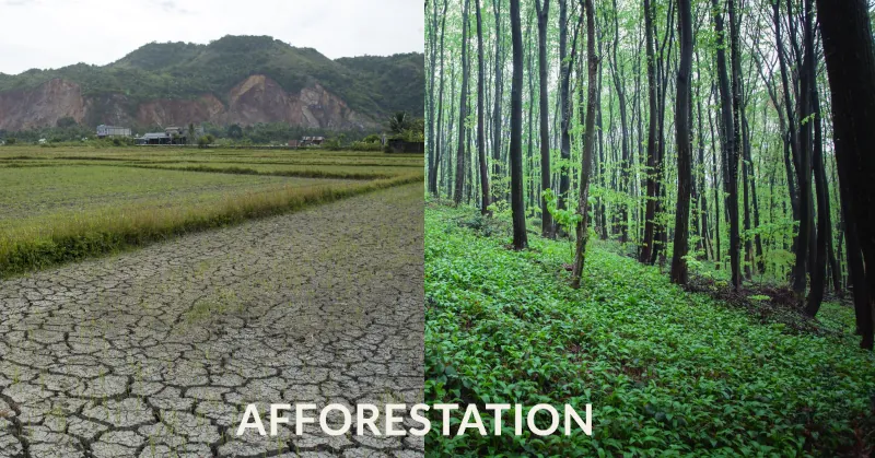 Afforestation example